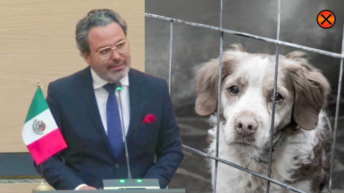 El diputado morenista Roberto Zatarain presentó una iniciativa en el Congreso de Puebla para proteger a los animales. Se busca prohibir la venta de mascotas en tiendas, crear un registro digital de dueños y fortalecer el Instituto de Bienestar Animal con una fiscalía especializada en maltrato animal.